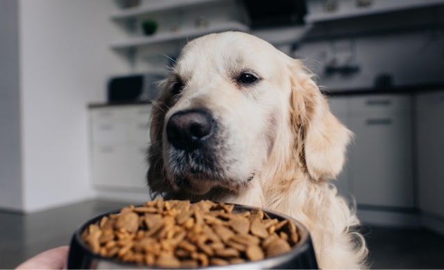 Perro observando su comida. Post Rieusset de tendencias en envases para comida de mascotas.